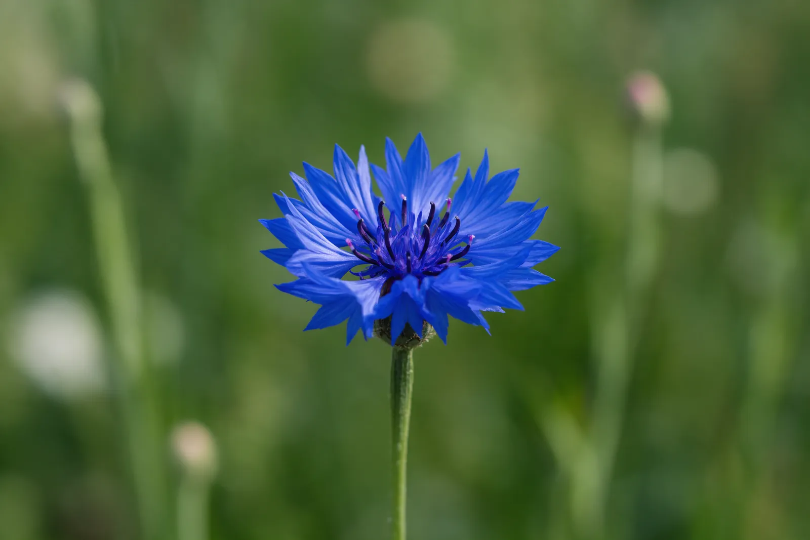 Gros plan sur une fleur de bleuet des champs aux pétales bleu intense