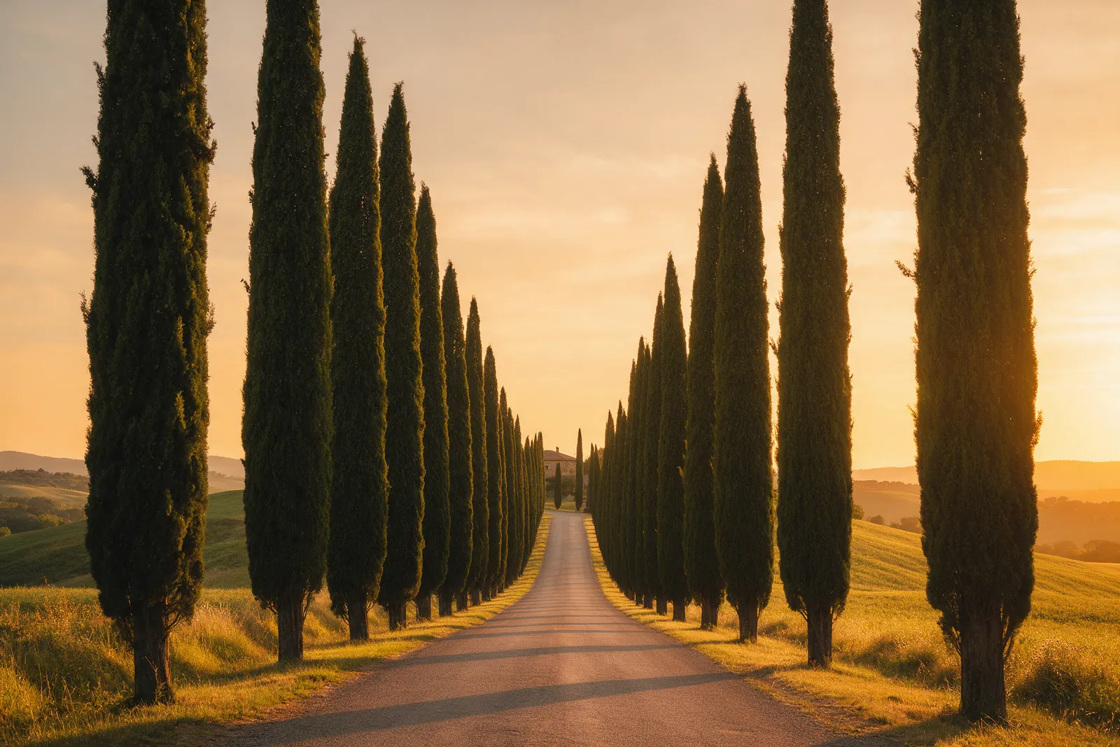 Allée de cyprès de Provence au coucher du soleil